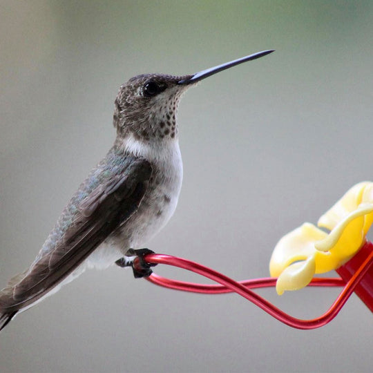  4 Pack Red Hanging Hummingbird Feeders for Outdoor