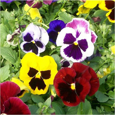 Swiss Giants Pansy Seeds for Planting (Viola wittrockiana) Single Package of 600 Seeds - Heirloom, Untreated, Attracts Monarch Butterflies