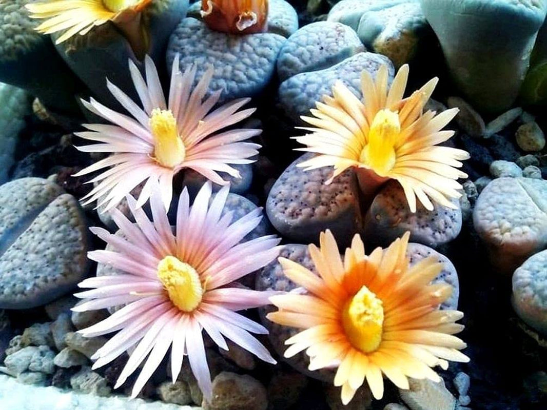 Mixed Colored Succulents Seeds  200 Pcs 