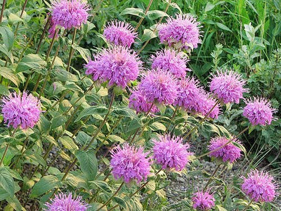 200+ Wild Bergamot Seeds Heirloom Non-GMO Fragrant Mintleaf Bee Balm Oswego Tea Monarda fistulosa menthifolia from USA