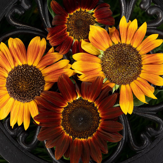 Sunflower Seeds - Chocolate Cherry - 1 Oz ~1700 Seeds 