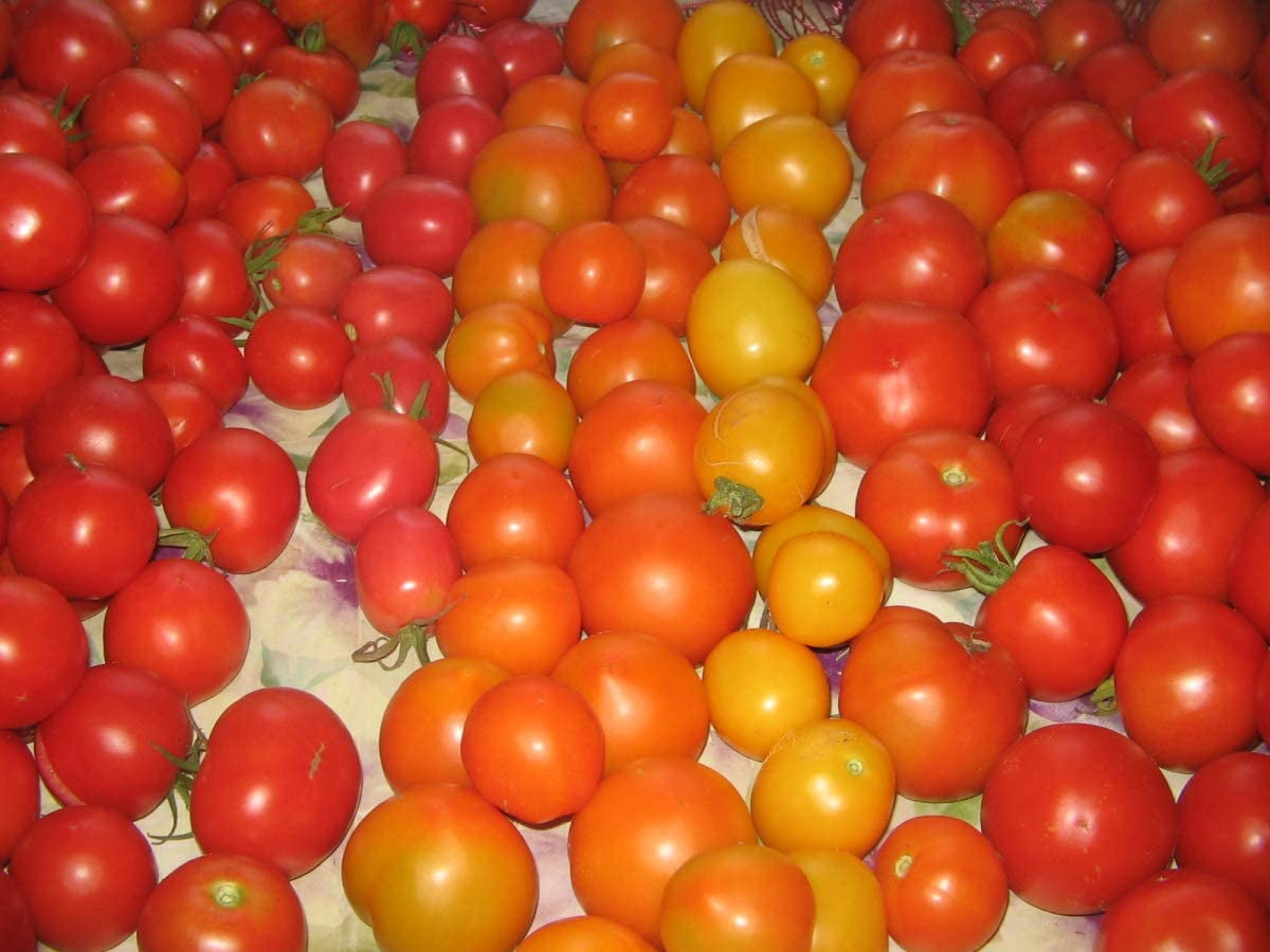  Vegetable Tomato Kaleidoscope Variety Mix (from Small to Giant) - 50 Seeds