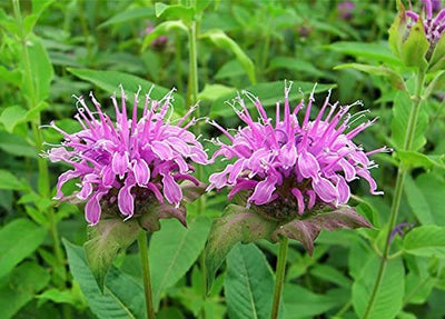 200+ Wild Bergamot Seeds Heirloom Non-GMO Fragrant Mintleaf Bee Balm Oswego Tea Monarda fistulosa menthifolia from USA