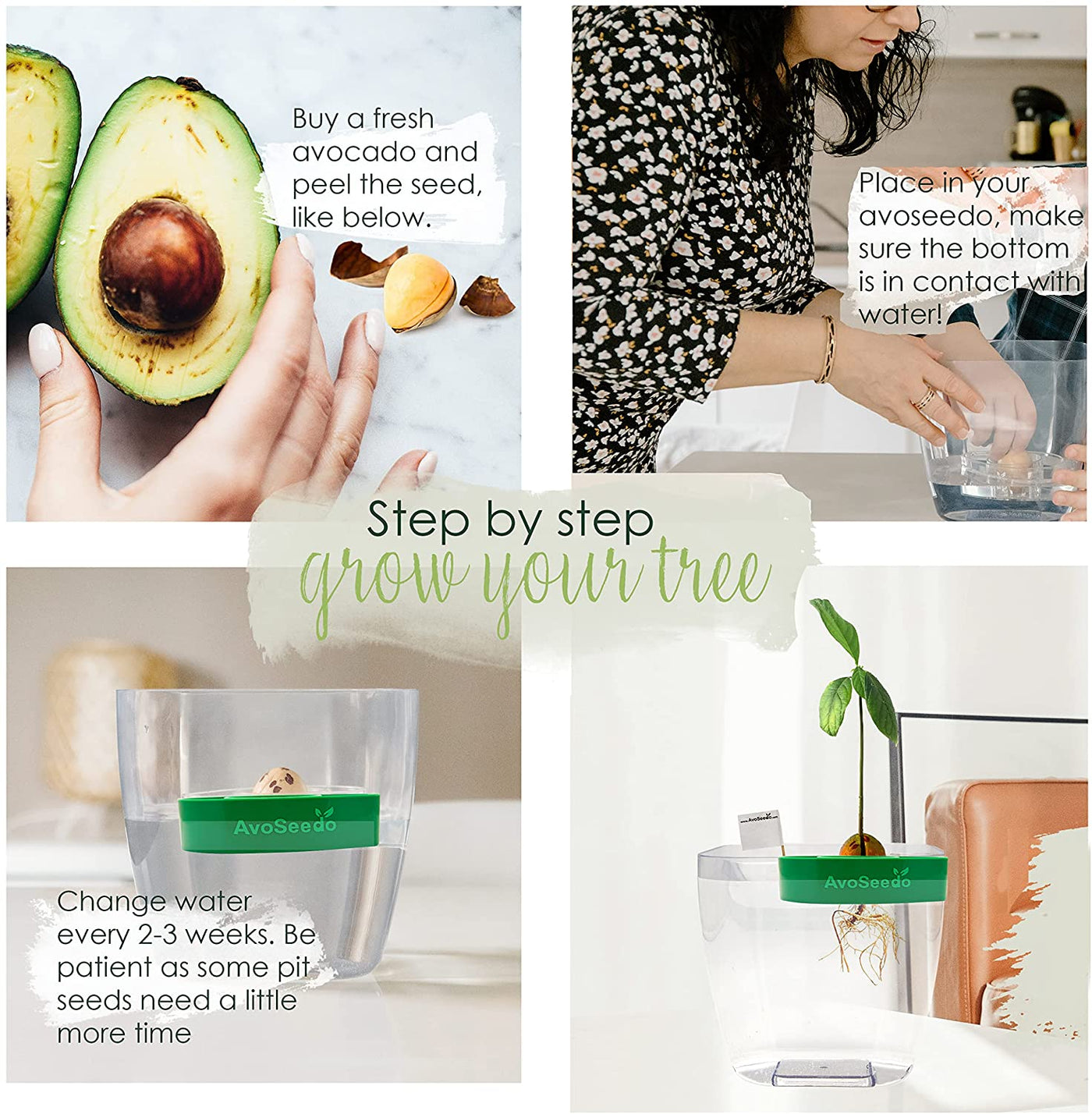 Avocado Tree Growing Kit