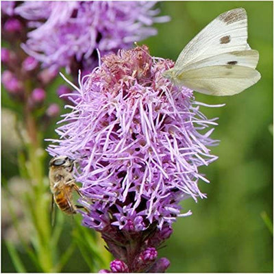  30,000 Seeds All Perennial Butterfly Attracting Wildflower Mixture 