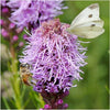  30,000 Seeds All Perennial Butterfly Attracting Wildflower Mixture 