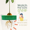 Avocado Tree Growing Kit