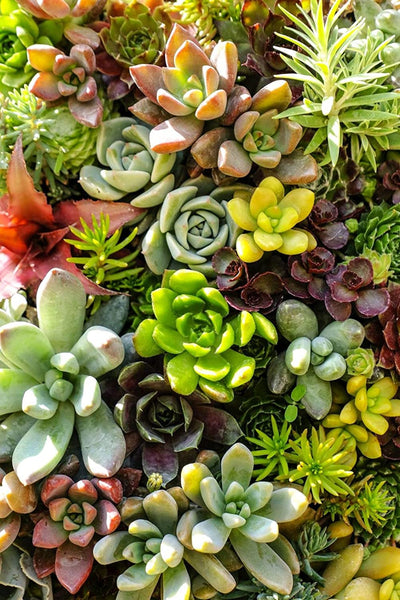 Mixed Colored Succulents Seeds  200 Pcs 