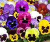1,000+ Pansy Seeds- Swiss Giants Mix Flower Seeds (Bulk) Hardy Annual by Ohio Heirloom Seeds