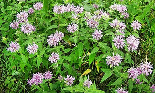 200+ Wild Bergamot Seeds Heirloom Non-GMO Fragrant Mintleaf Bee Balm Oswego Tea Monarda fistulosa menthifolia from USA