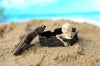 Sunken Skeleton Coffin Pet Decoration - Fish / Reptile Tanks